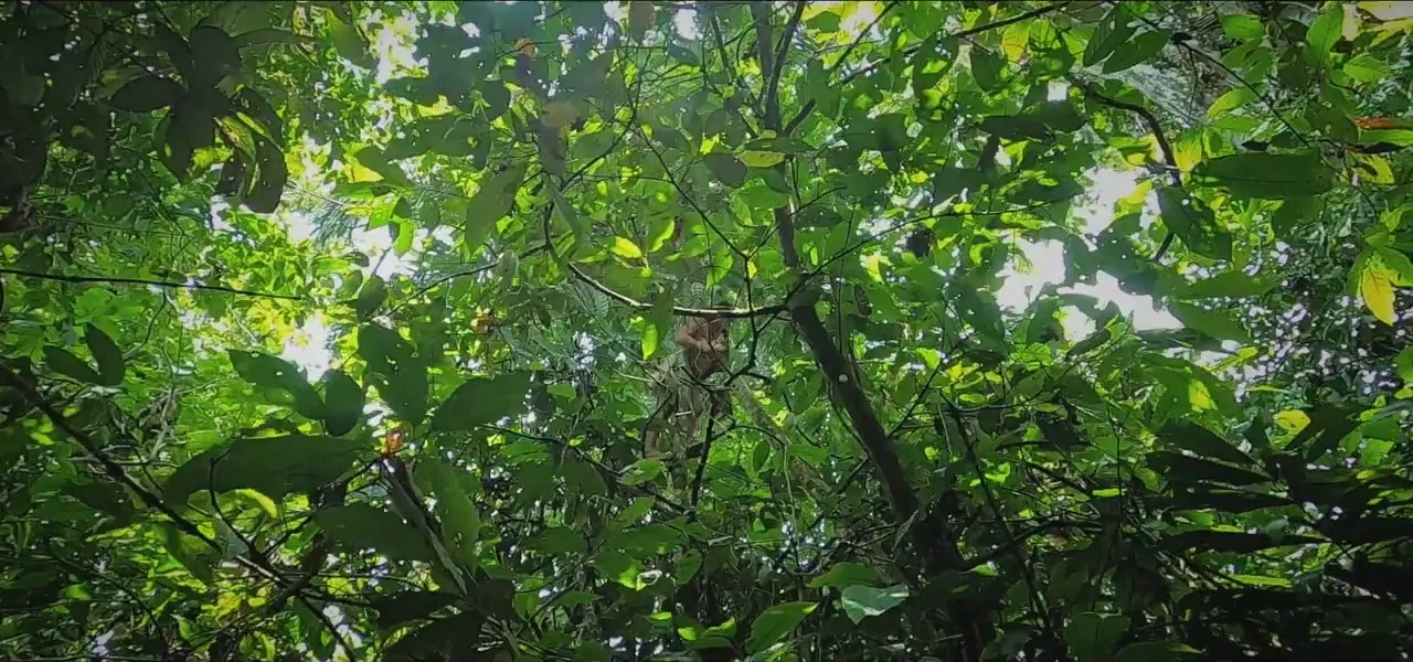 Dense rainforest canopy in the Ecuadorian Amazon