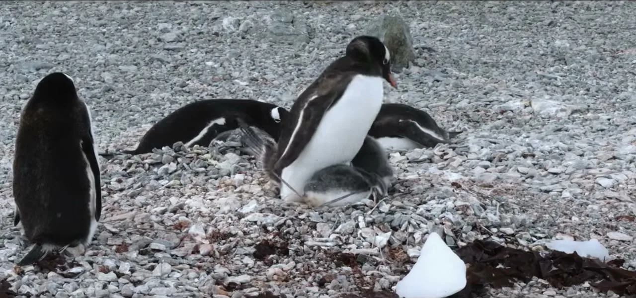 A colony of Gentoo penguins on their nests on rock and snow in Antarctica