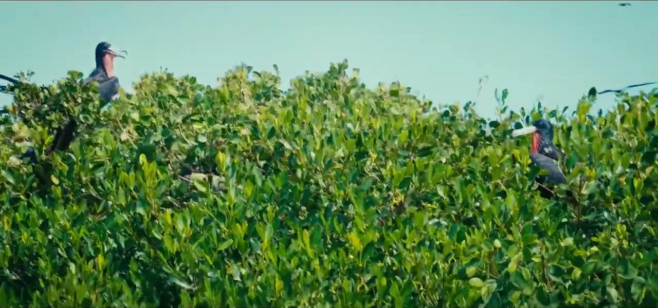 Frigate birds nesting in the mangroves of the Codrington Lagoon sanctuary, Barbuda