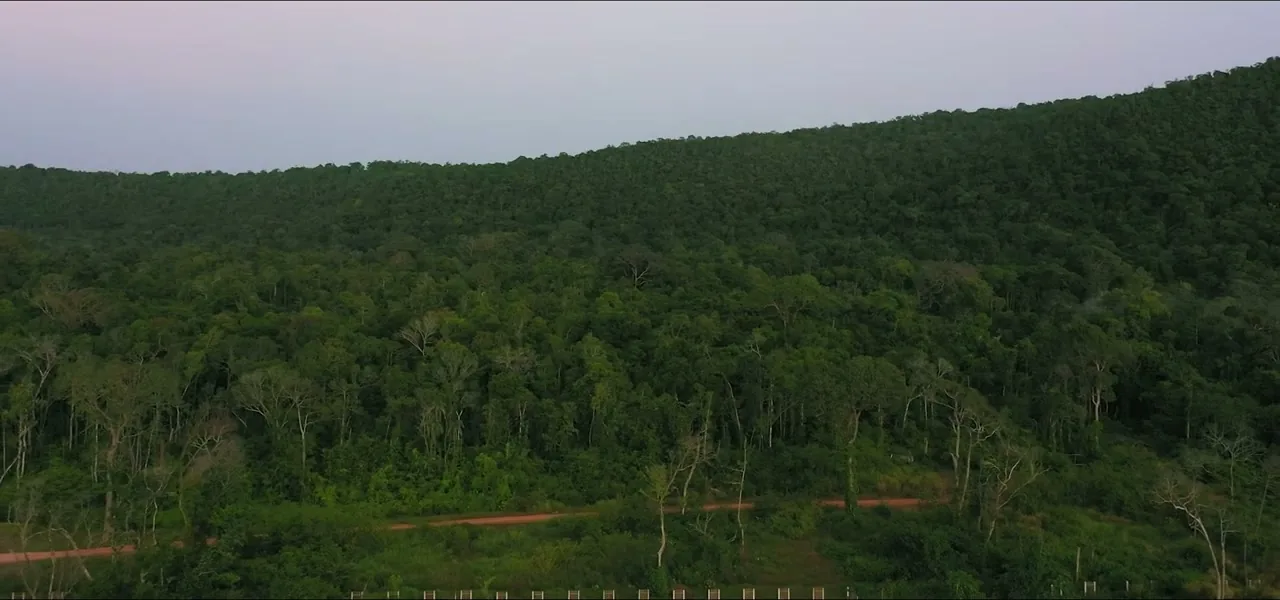 Dense mangrove and jungle forest on Koh Rong island, Cambodia