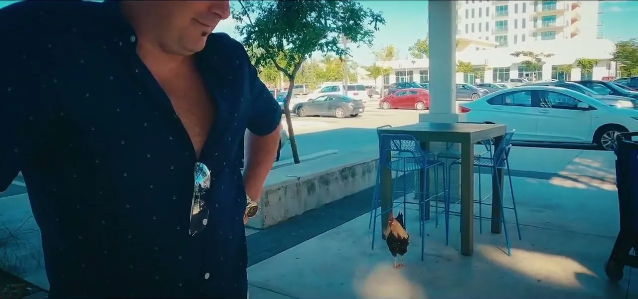 A wild rooster wandering near a cafe on Grand Cayman