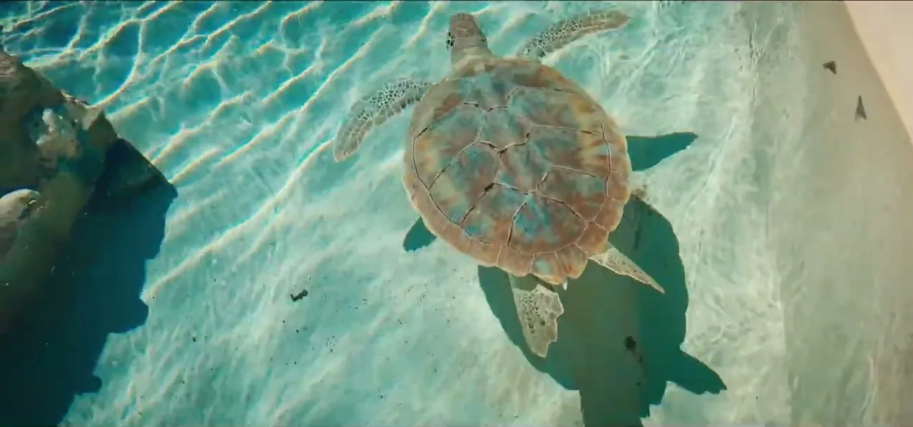 A green sea turtle swimming in clear water at the Cayman Turtle Centre