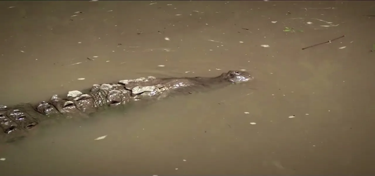 An American crocodile in the muddy water of the Tempisque River, Costa Rica