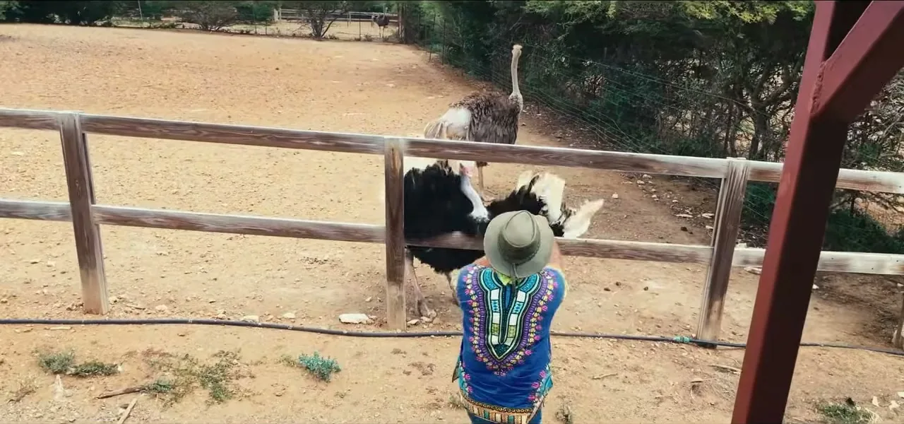 A guide with an ostrich at the Curaçao Ostrich Farm, the second-largest outside Africa
