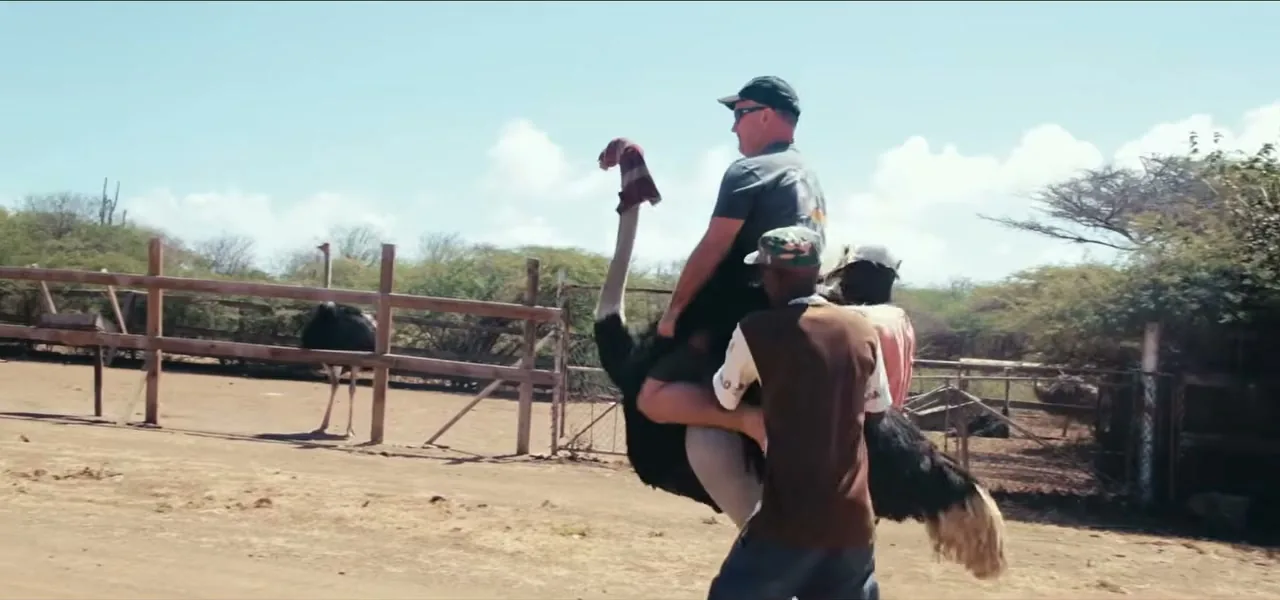 A person riding an ostrich at the Curaçao Ostrich Farm