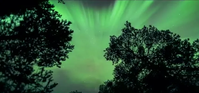 Green aurora borealis glowing over silhouetted trees in Finnish Lapland