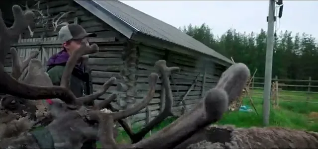 Reindeer with velvet-covered antlers at a herding farm in Finnish Lapland