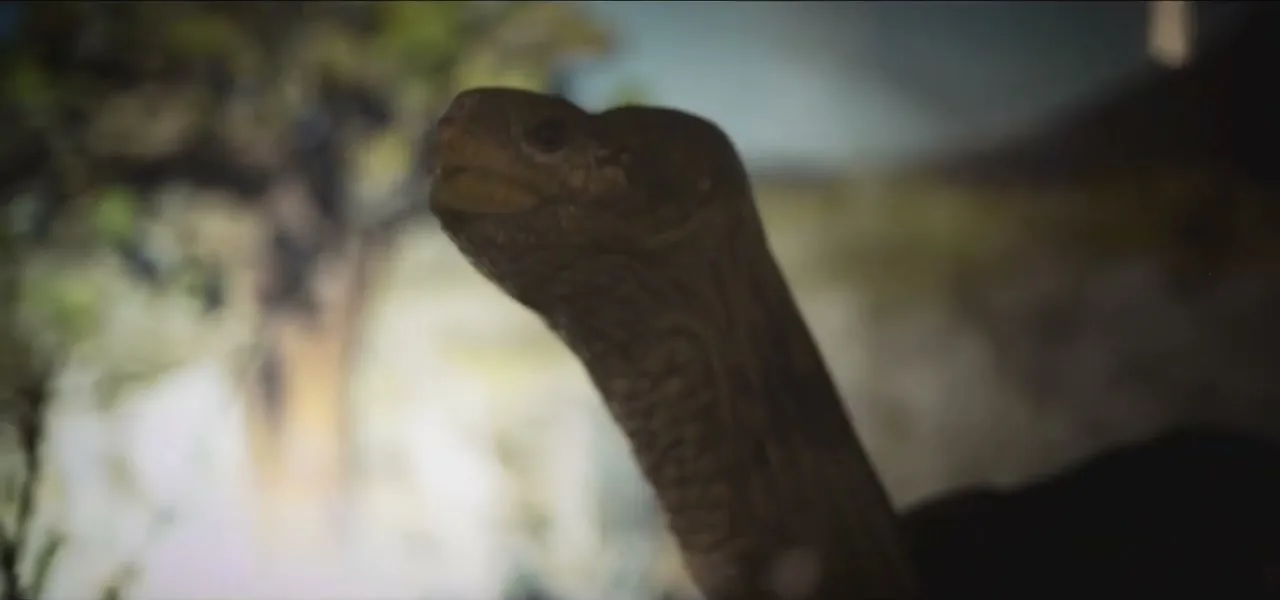 A Galápagos giant tortoise with its neck extended, close up