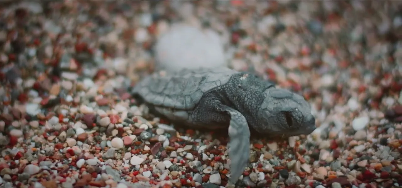 A sea turtle hatchling on pebbly sand in the Galápagos