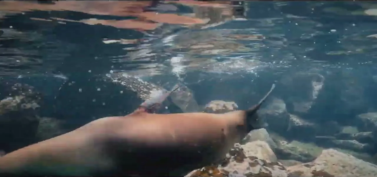A Galápagos sea lion swimming close to a snorkeler underwater