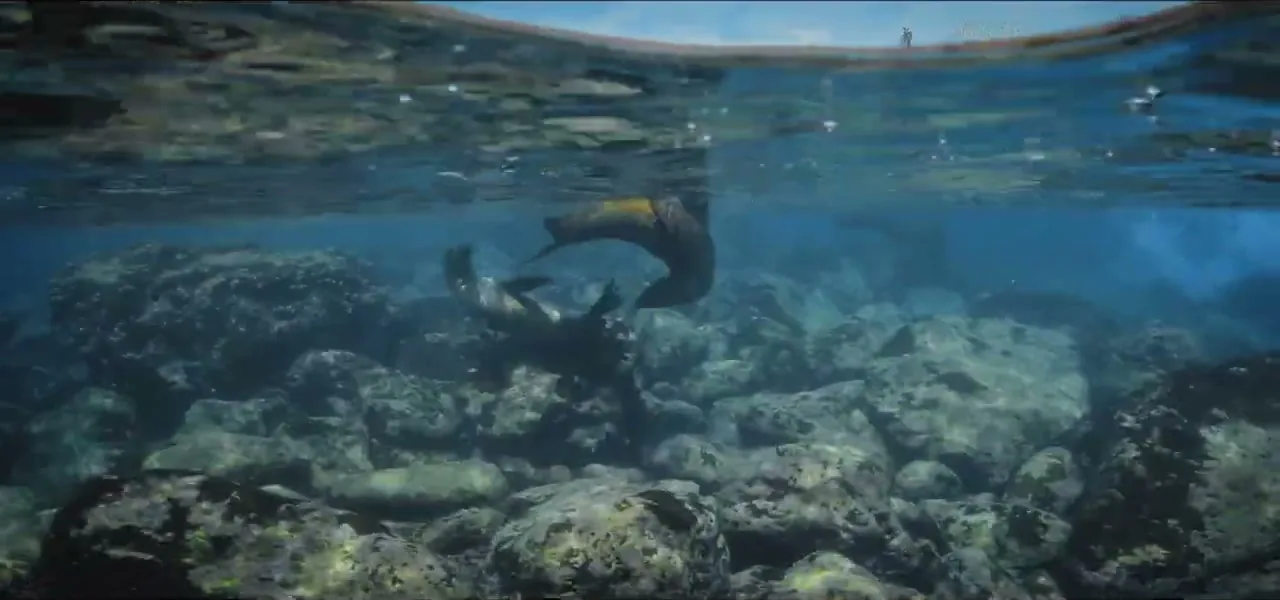 Snorkeling over a reef with a sea lion in the Galápagos
