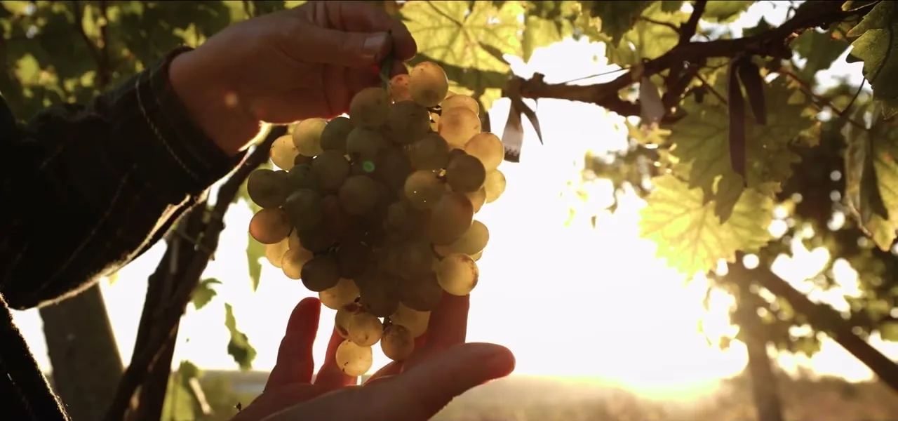 Grapes on the vine at a Greek winery near Thessaloniki, Greece