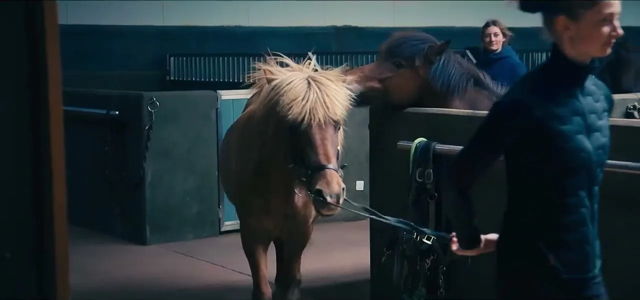 An Icelandic horse with a blond mane in Iceland