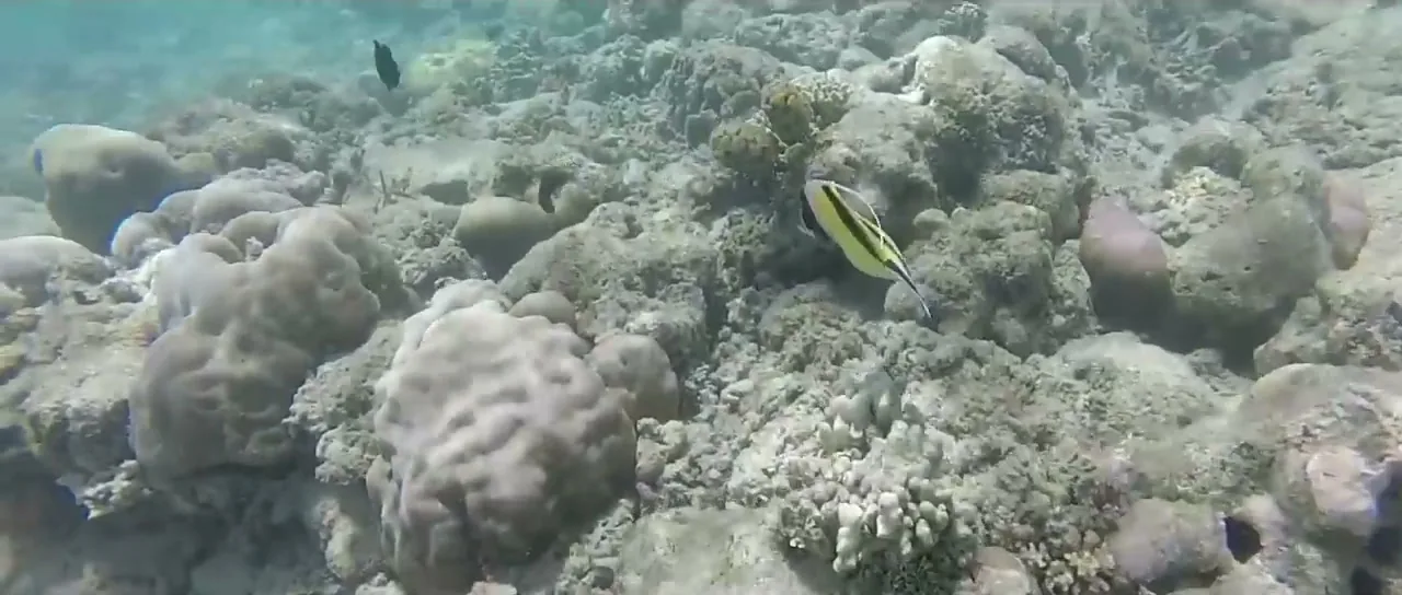 A coral head and reef fish seen while snorkeling off Lombok in the Coral Triangle