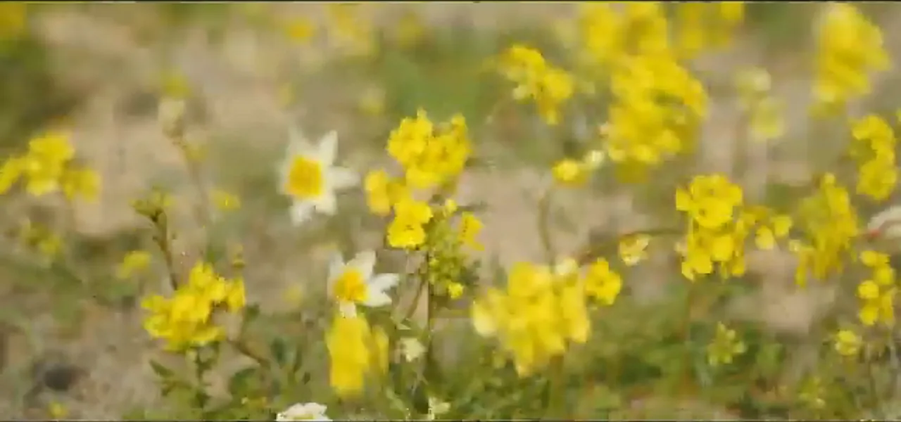 Yellow wildflowers blooming on the Kazakh steppe in spring