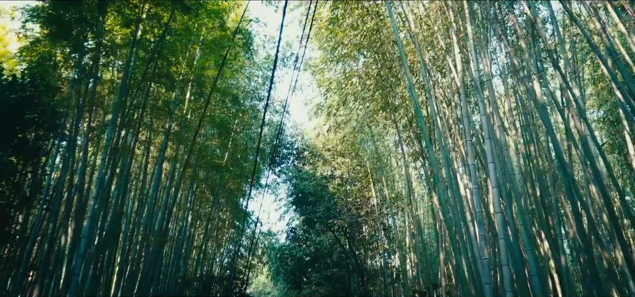 The towering green stalks of the Arashiyama Bamboo Grove in Kyoto