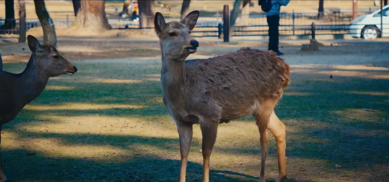 Free-roaming sacred deer in Nara Park near Kyoto, Japan