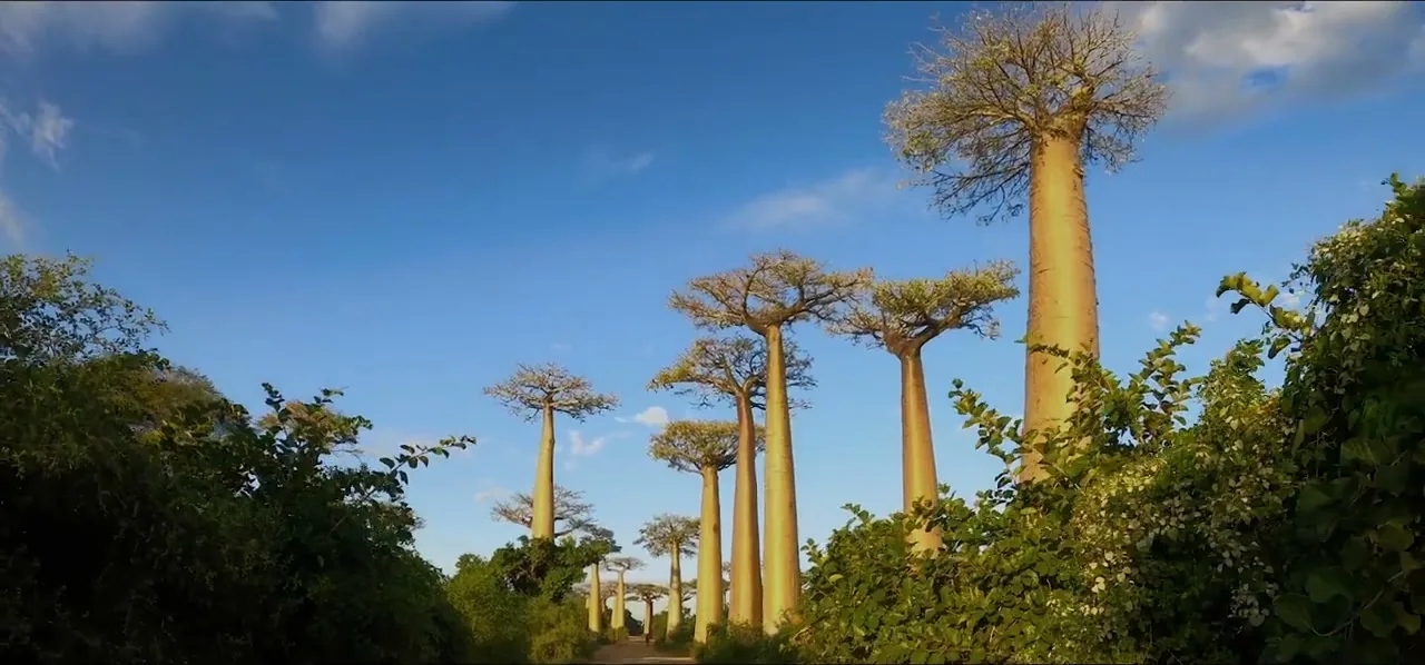 The Avenue of the Baobabs, a row of giant Grandidier's baobab trees at dusk near Morondava, Madagascar