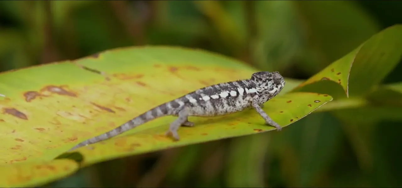 A colourful chameleon on a leaf in Madagascar