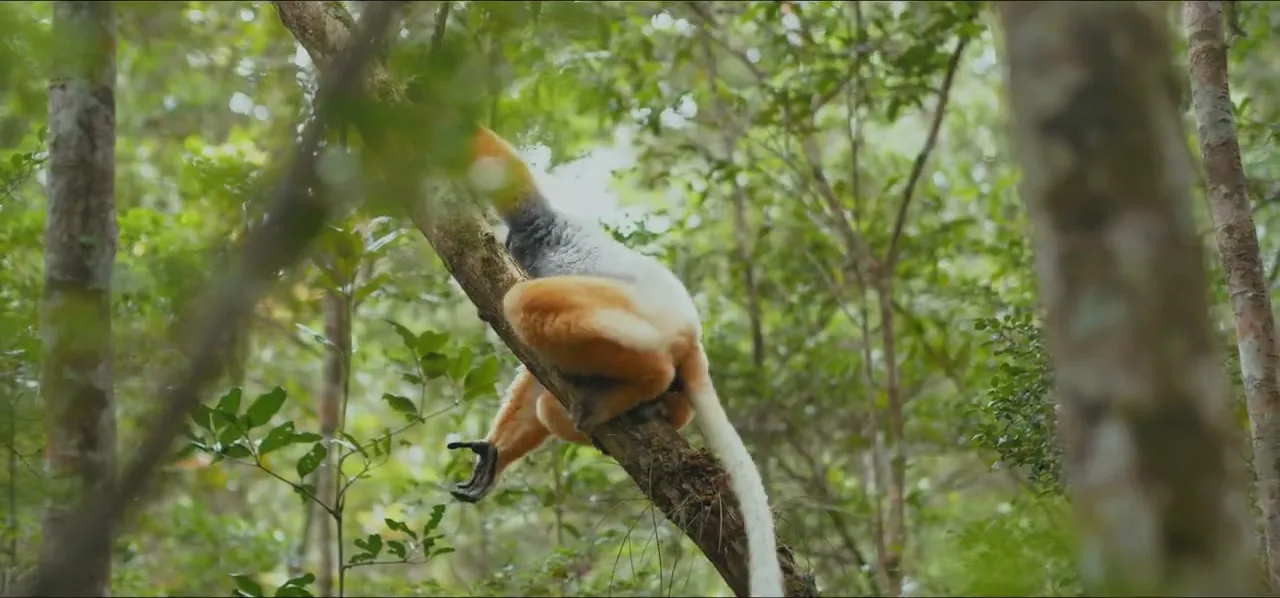A sifaka lemur leaping between trees in the rainforest of Madagascar