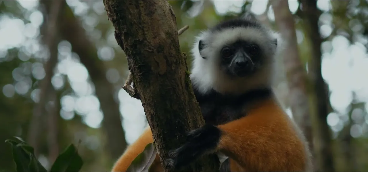 A diademed sifaka lemur clinging to a tree trunk in Andasibe, Madagascar
