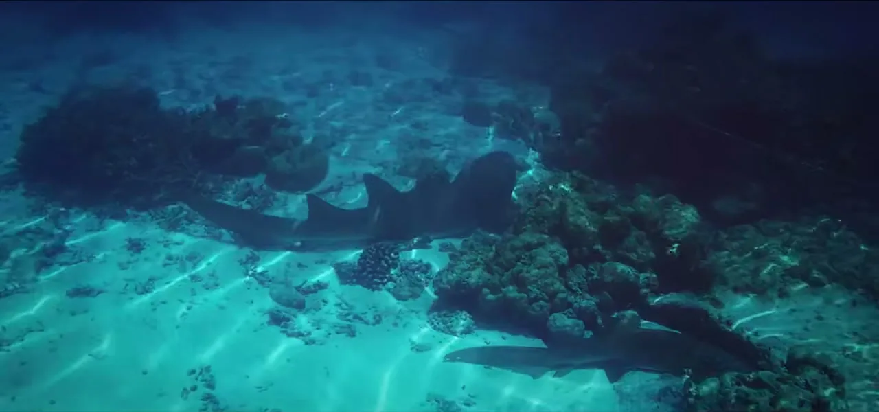 A coral reef teeming with fish in the clear water of the Maldives