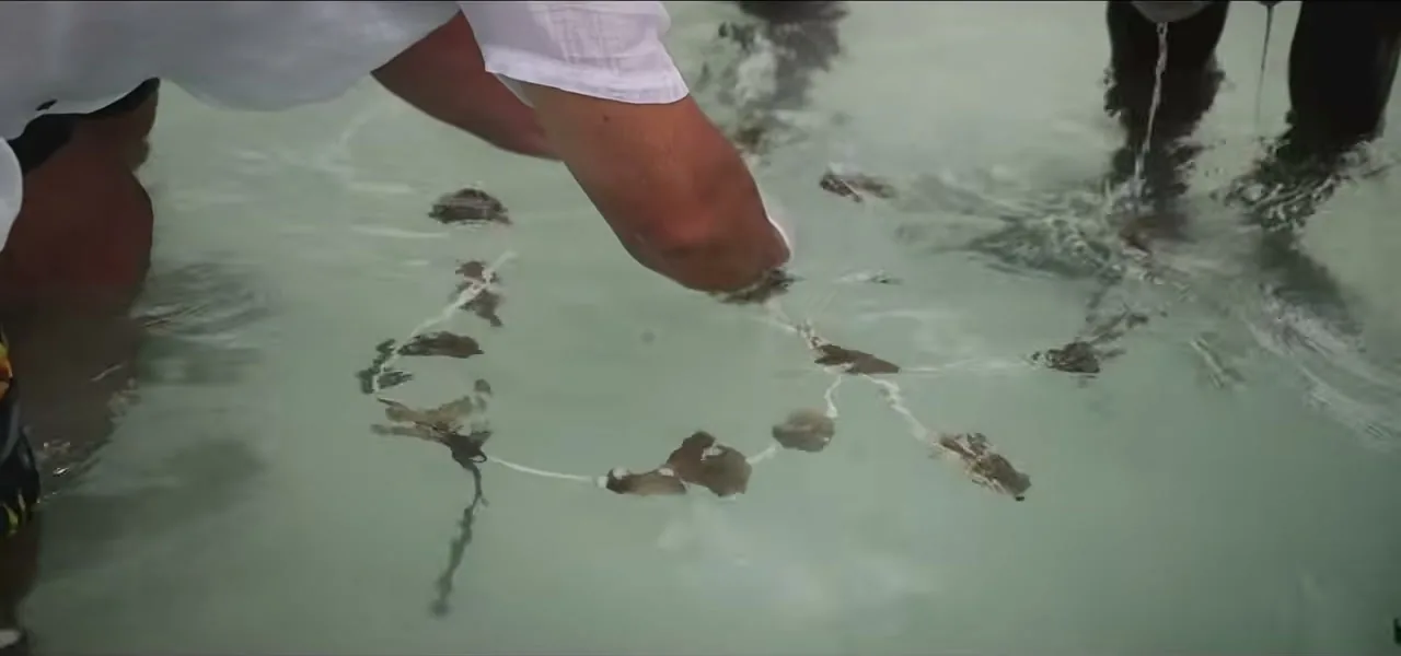Stingrays and reef sharks coming to the shore to be fed at a resort in the Maldives