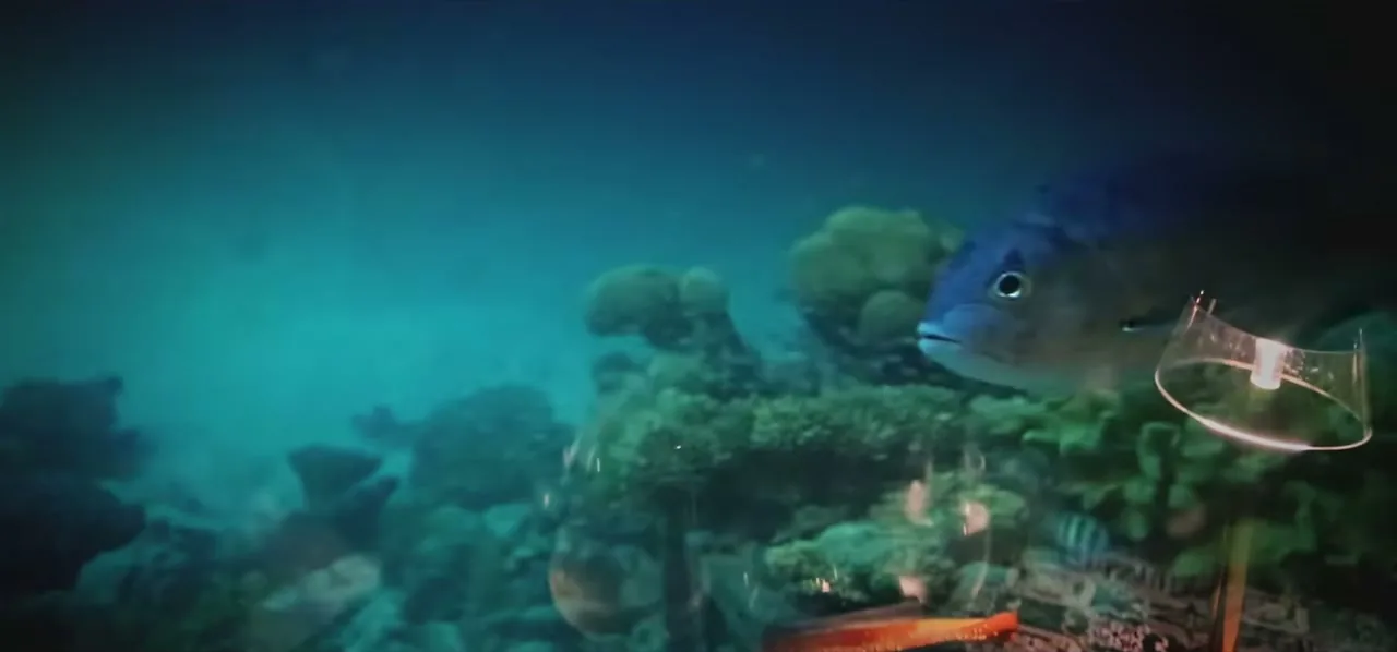 Fish swimming past the glass of an underwater restaurant in the Maldives