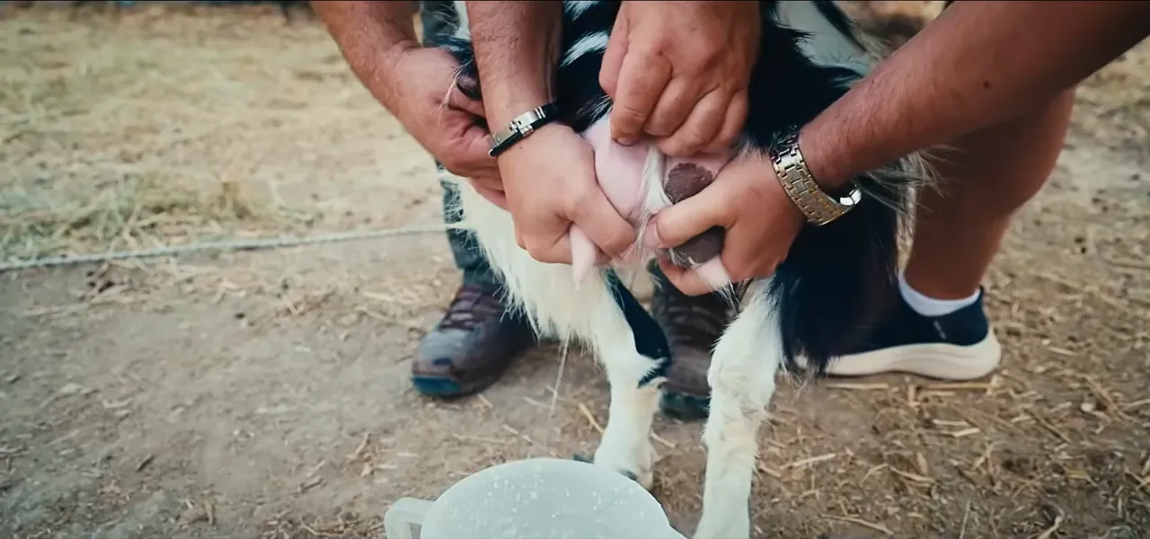 Close-up of hands milking a horse into a bowl on the Mongolian steppe