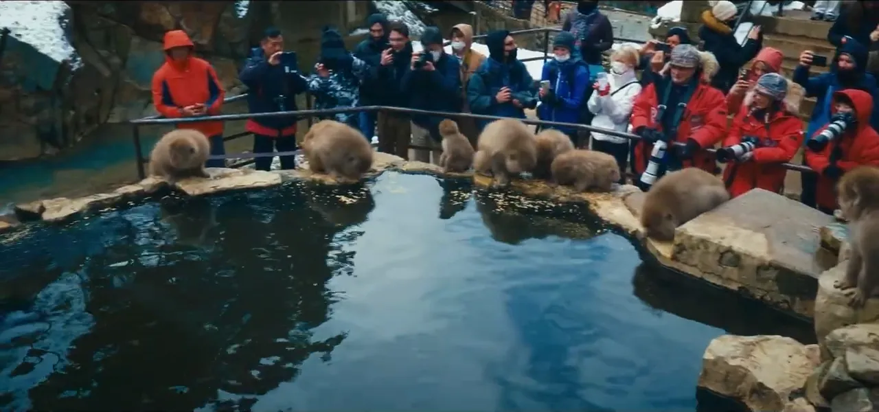 Snow monkeys bathing in a hot spring at Jigokudani, watched by tourists