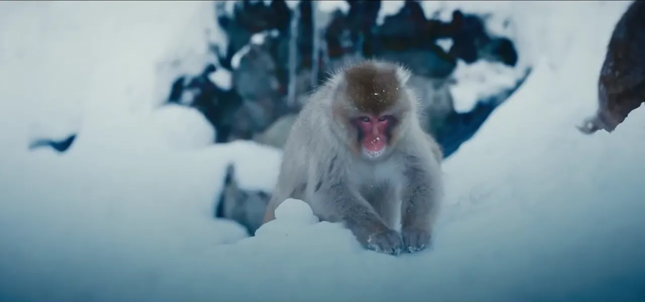 A Japanese macaque snow monkey sitting in deep snow in Nagano, Japan