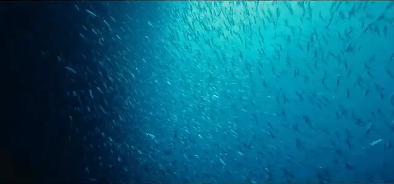 A massive school of sardines swirling underwater at Moalboal, Philippines
