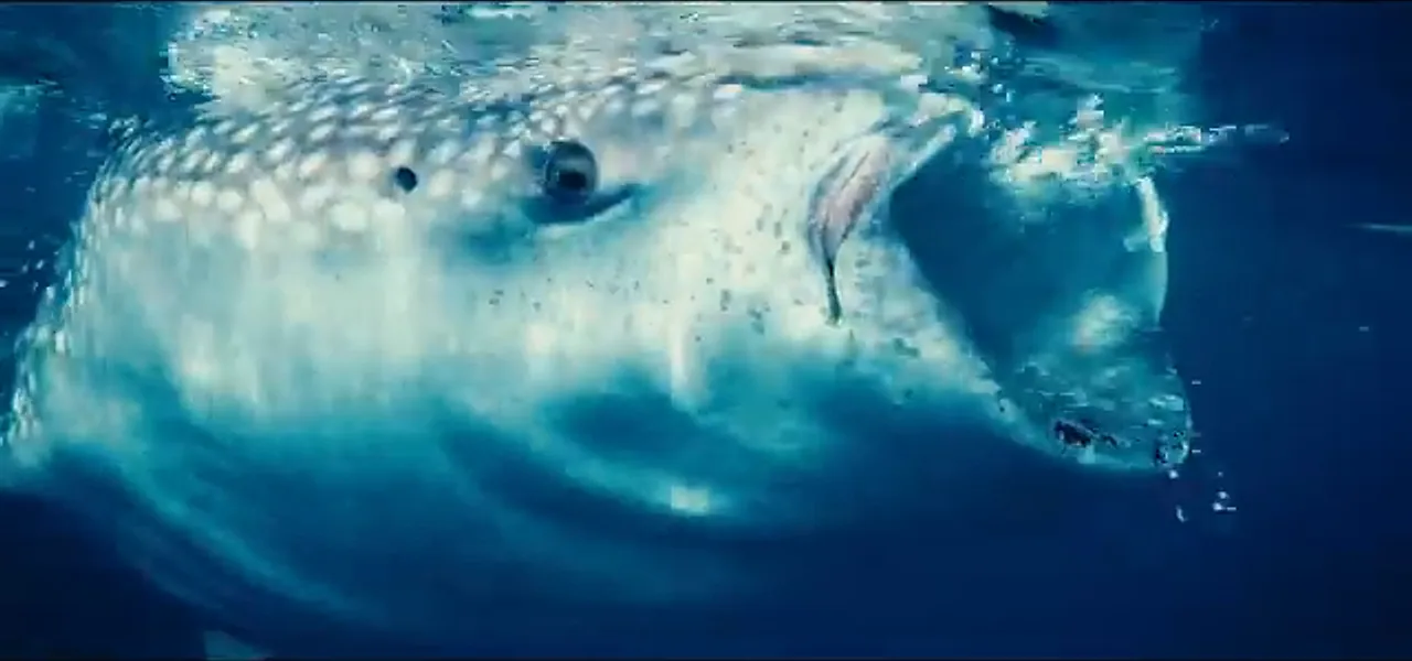 A whale shark swimming underwater off Oslob, Cebu, Philippines