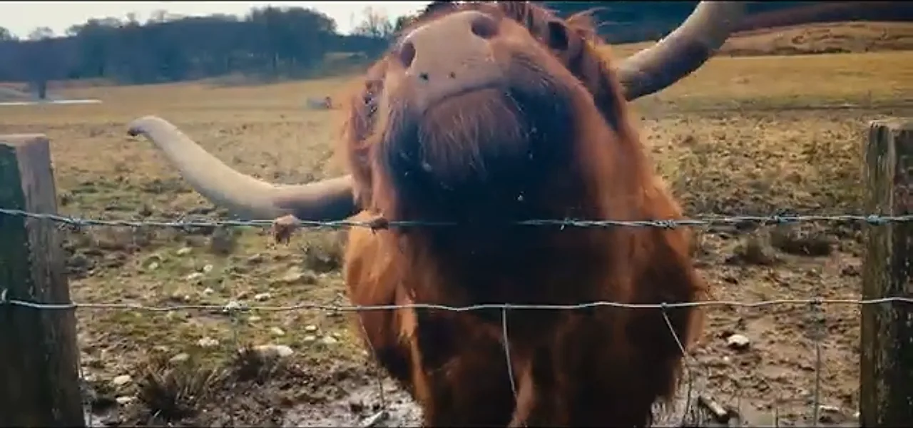 A shaggy, long-horned Highland cow looking over a fence in the Scottish countryside
