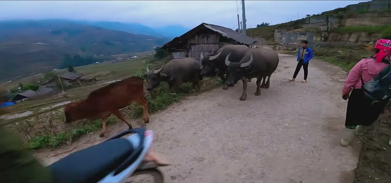 Water buffalo and hill-tribe villagers on a mountain track in the misty highlands of Sapa, northern Vietnam